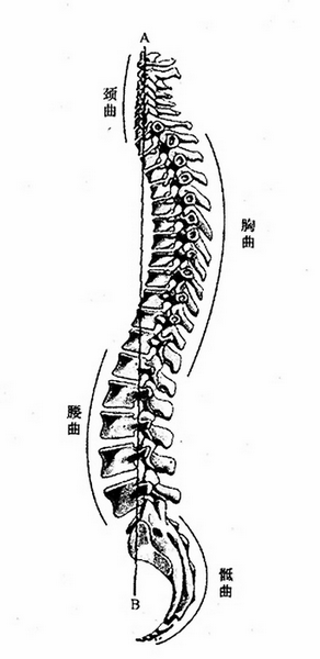 columna vertebral