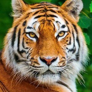 Hu Xi Juego del Tigre