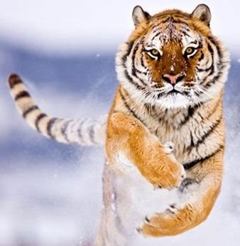 aprender wu qin xi aprender wu qin xi